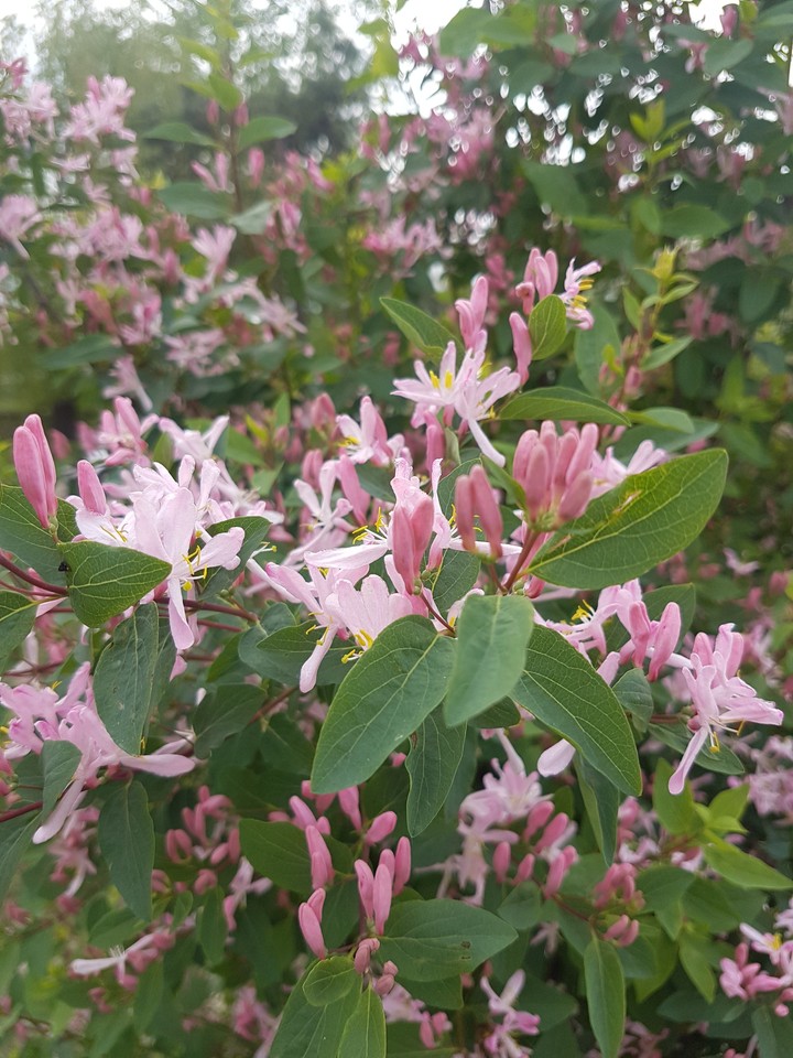floweres