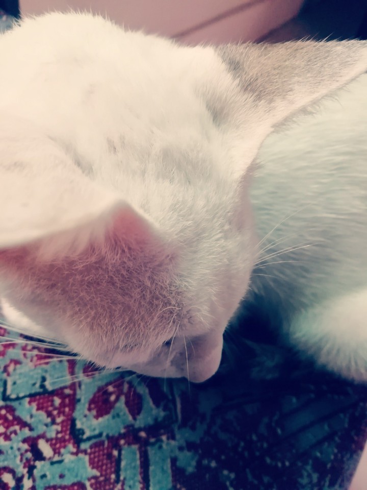 white cat?