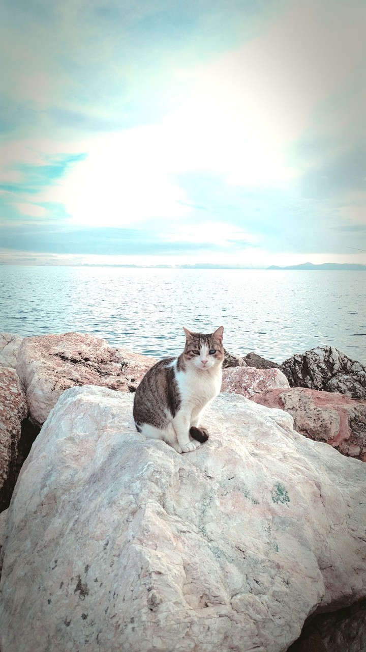 cat