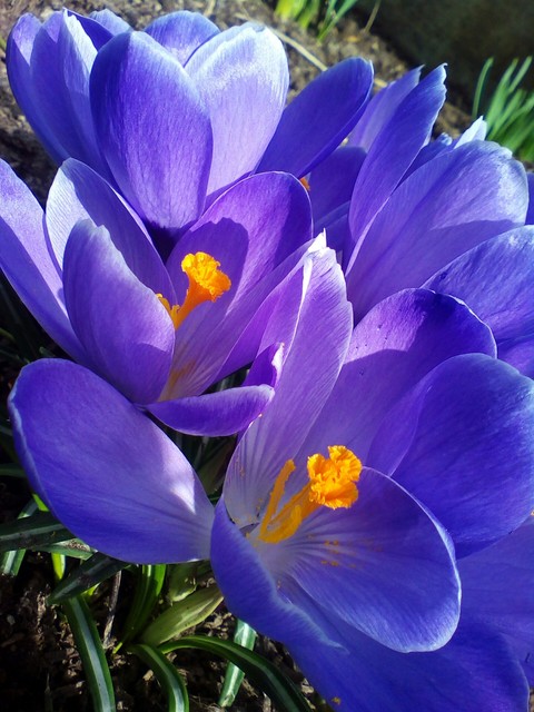 sfondi violet, spring