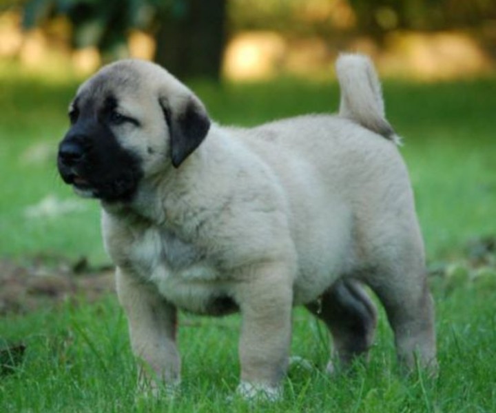 kangal