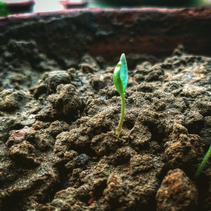 keep sprouting