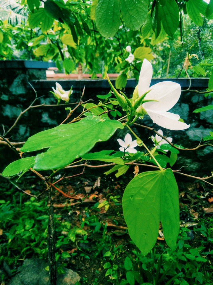 flower#03