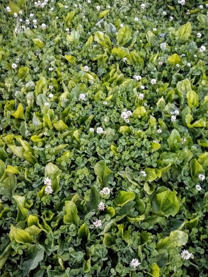 My Yard