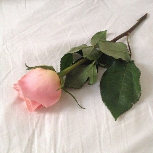 rosa