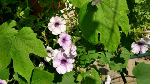 Flower and grapes