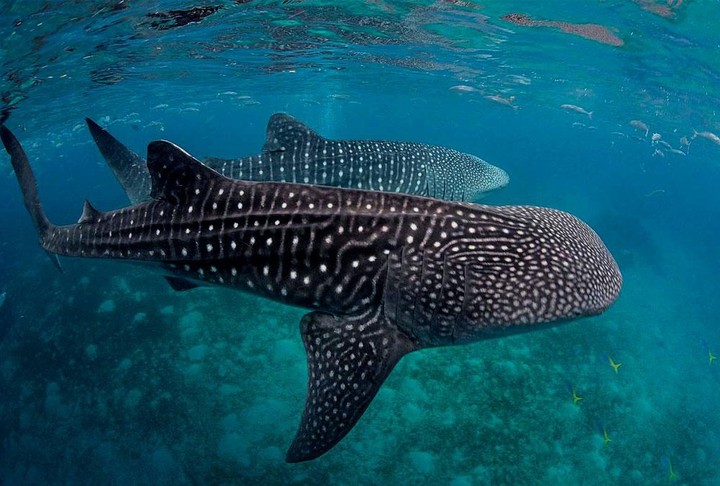 whale shark