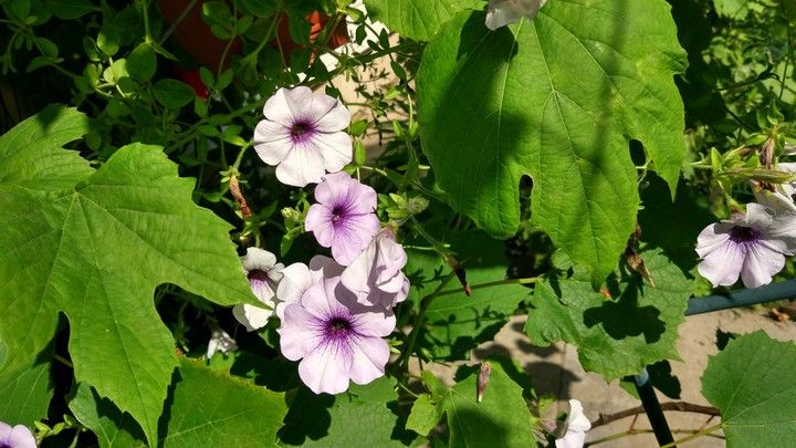 Flower and grapes
