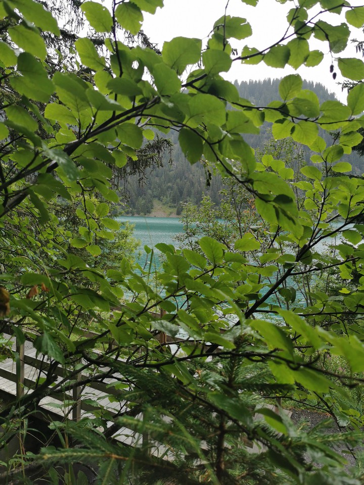 À travers les feuilles