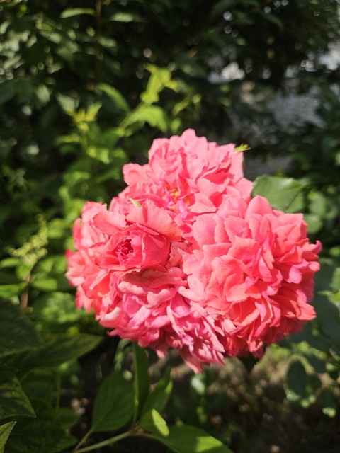 hình nền shrub, botany