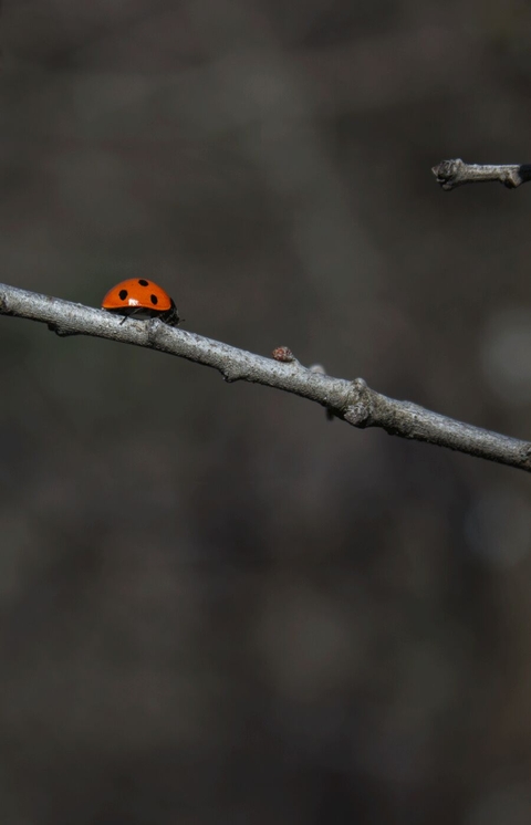 Ladybird