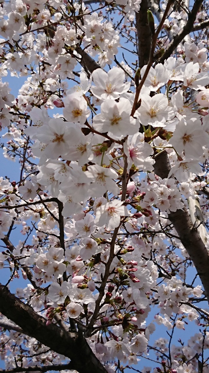 桜