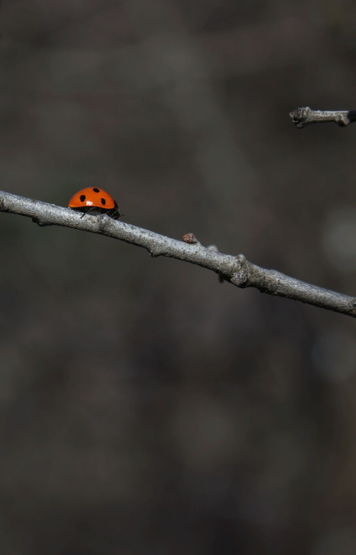 Ladybird