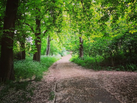 woodland
