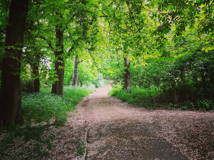 woodland