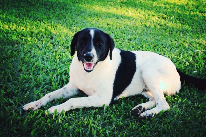 #dog #oli #precioso