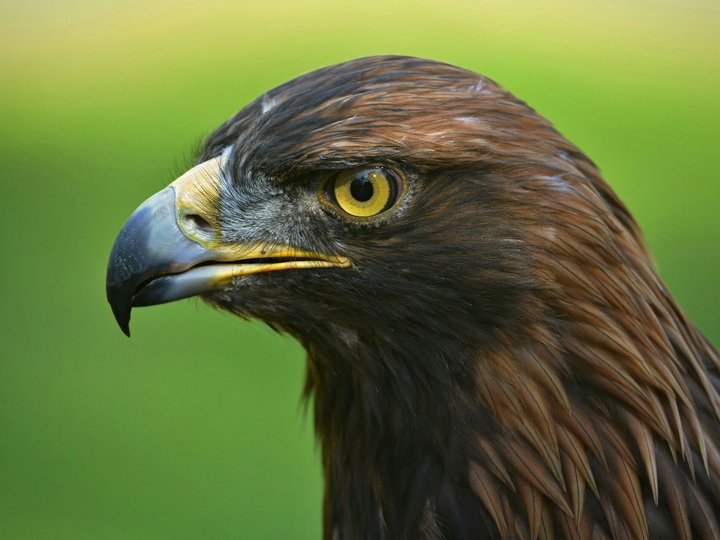 aigle