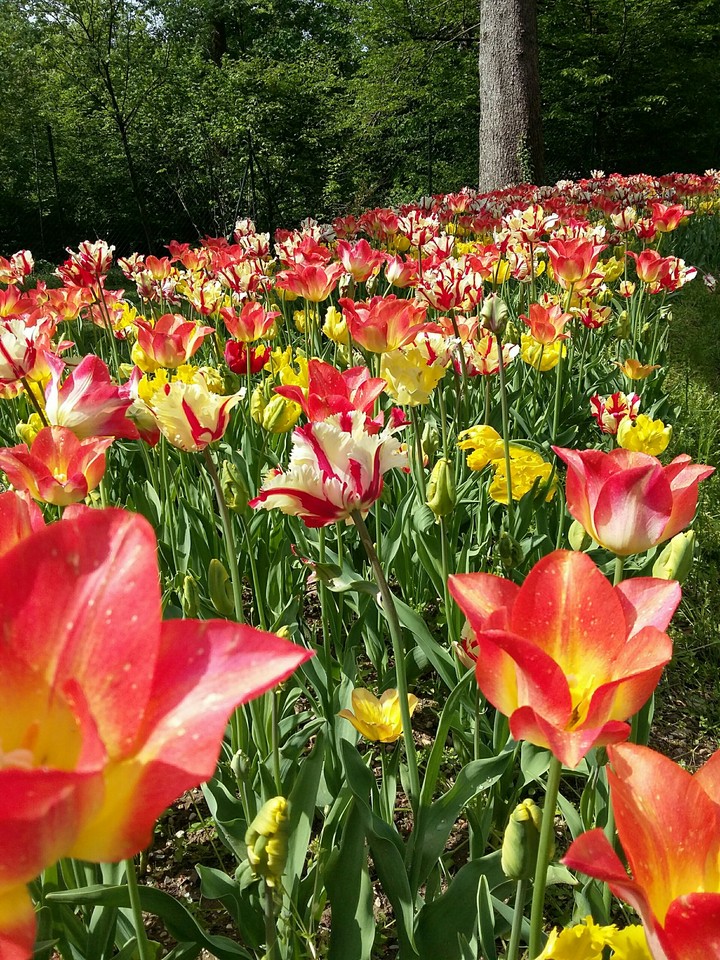 Endless tulips