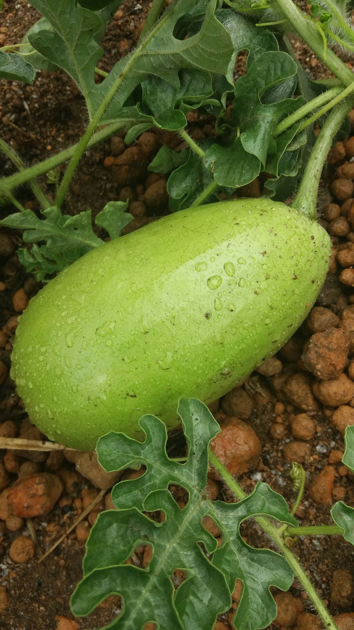 A watermelon