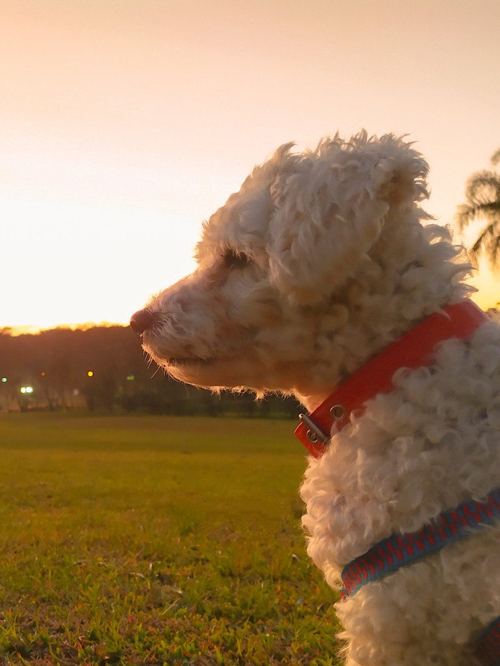 my dog