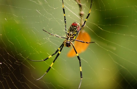 tapety insect, arthropod