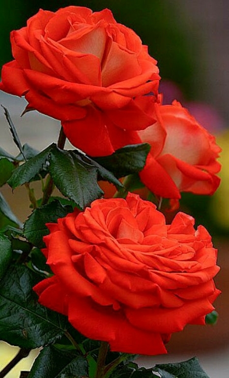 roses