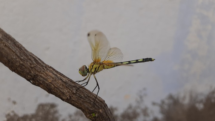 insect