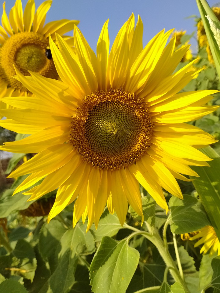 sunflower