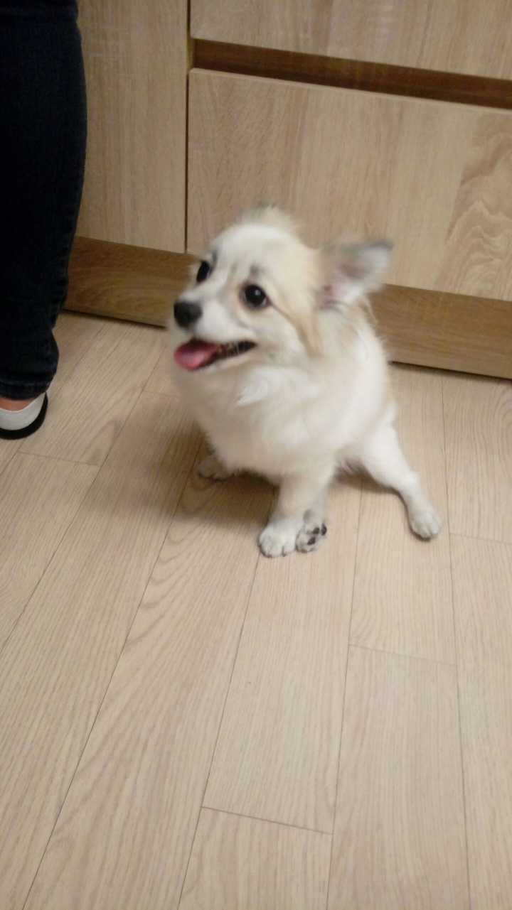 강아지(이름 ,호두)