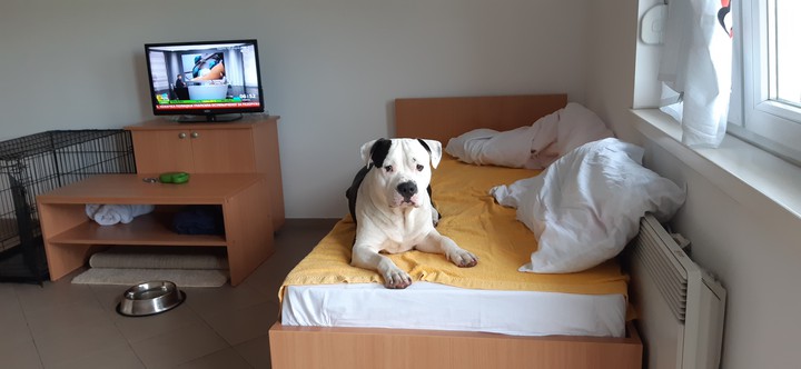 Most beautifull dog in the world