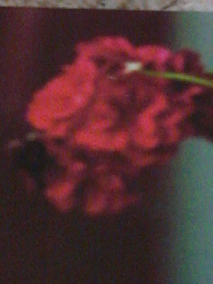 Flor