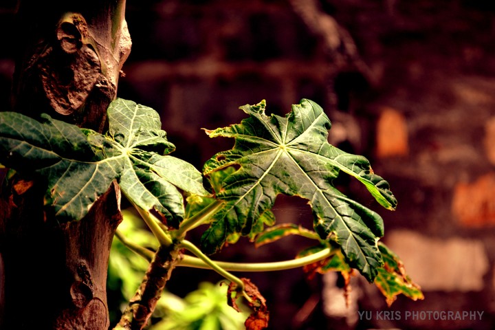 papaya leaves