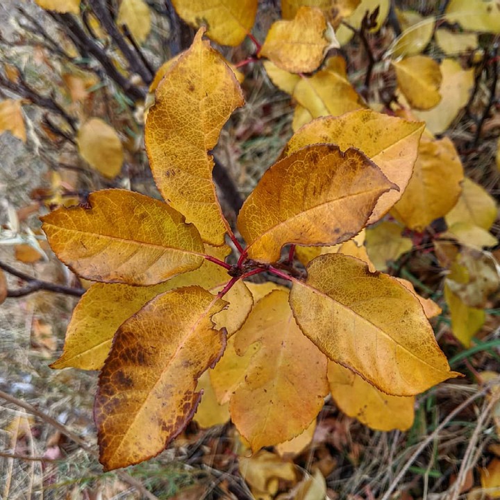 Beautiful Leaf