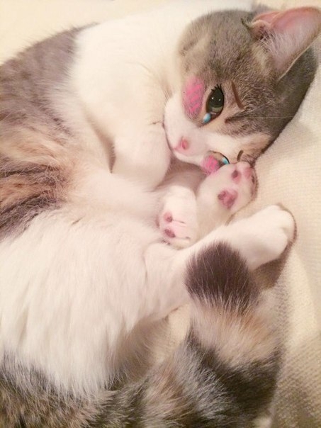 cat