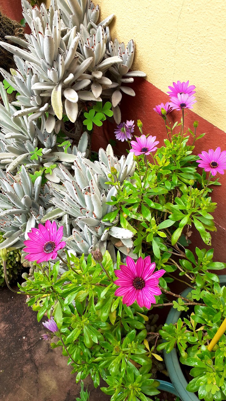 flores