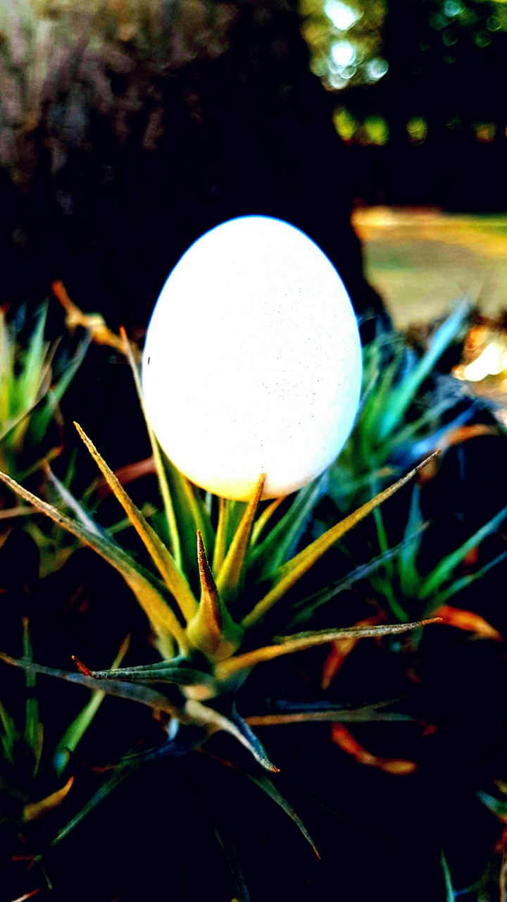 Egg Plant...