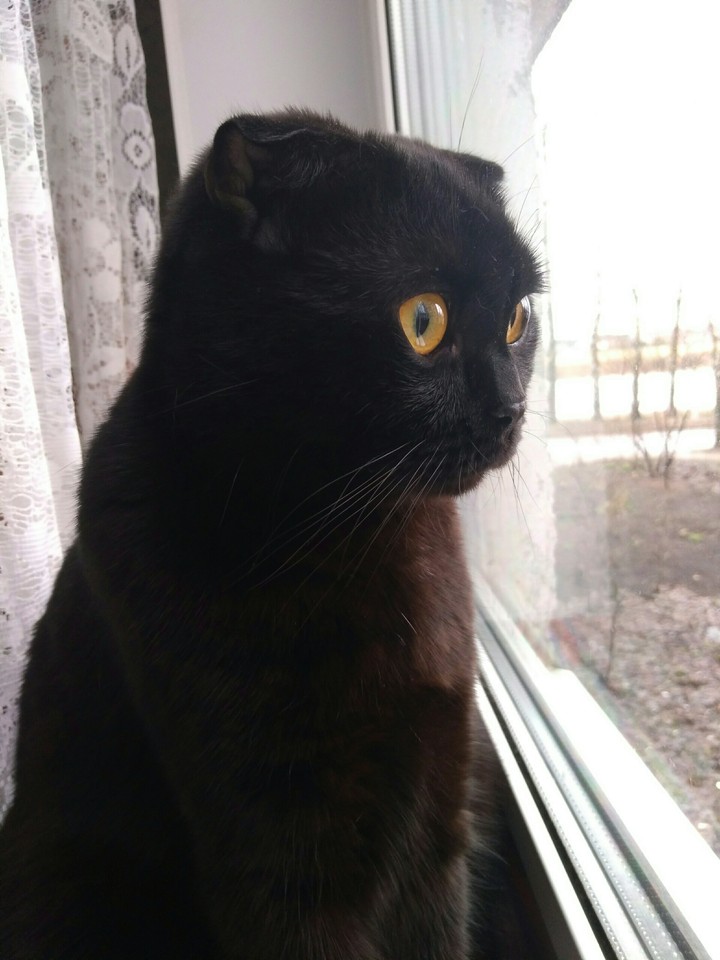 my cat