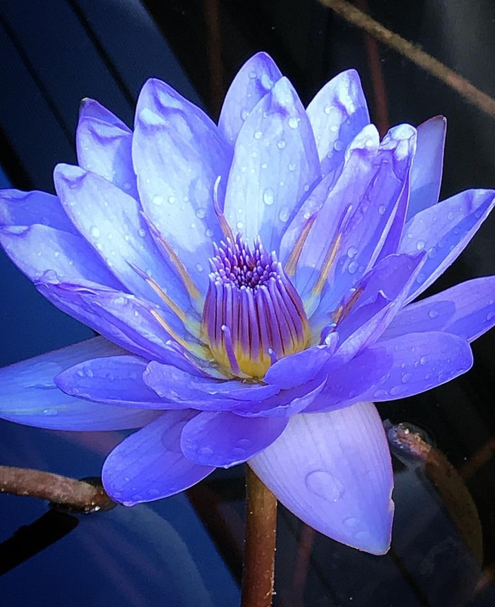 Lotus