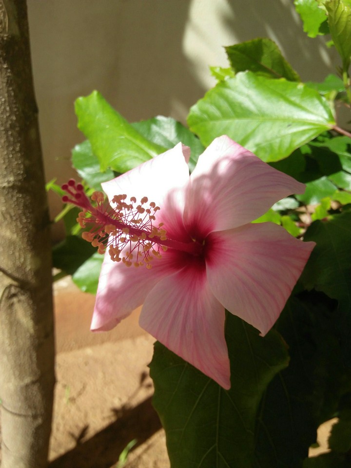 hibiscus 