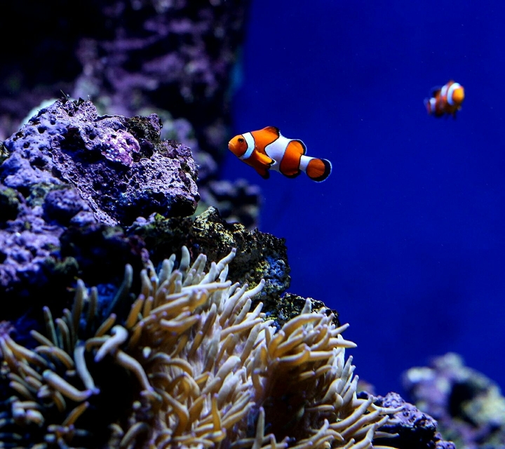 Fish