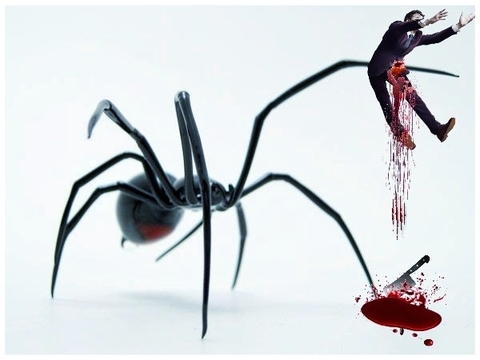spider killer