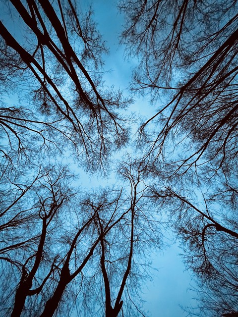 A forest