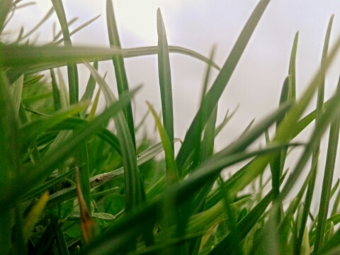 grass