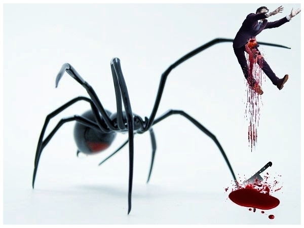 spider killer