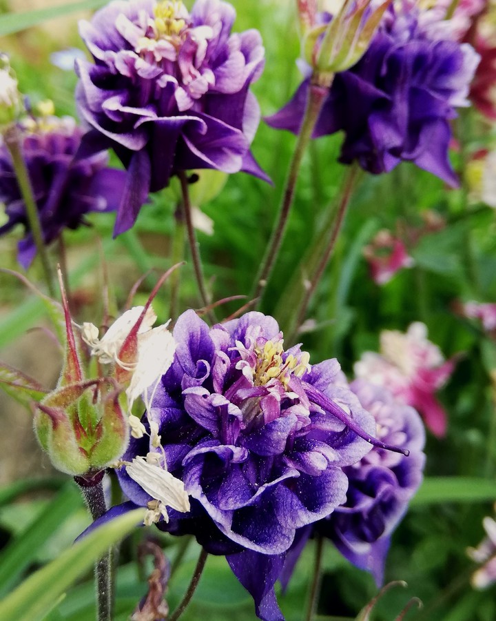 romantic garden II