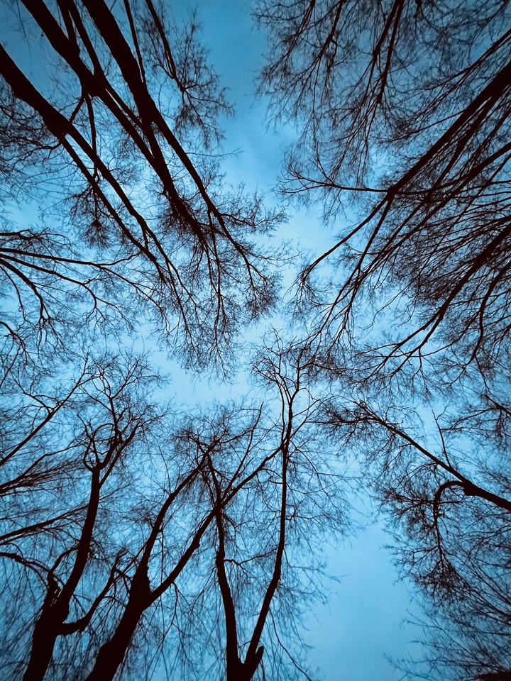 A forest
