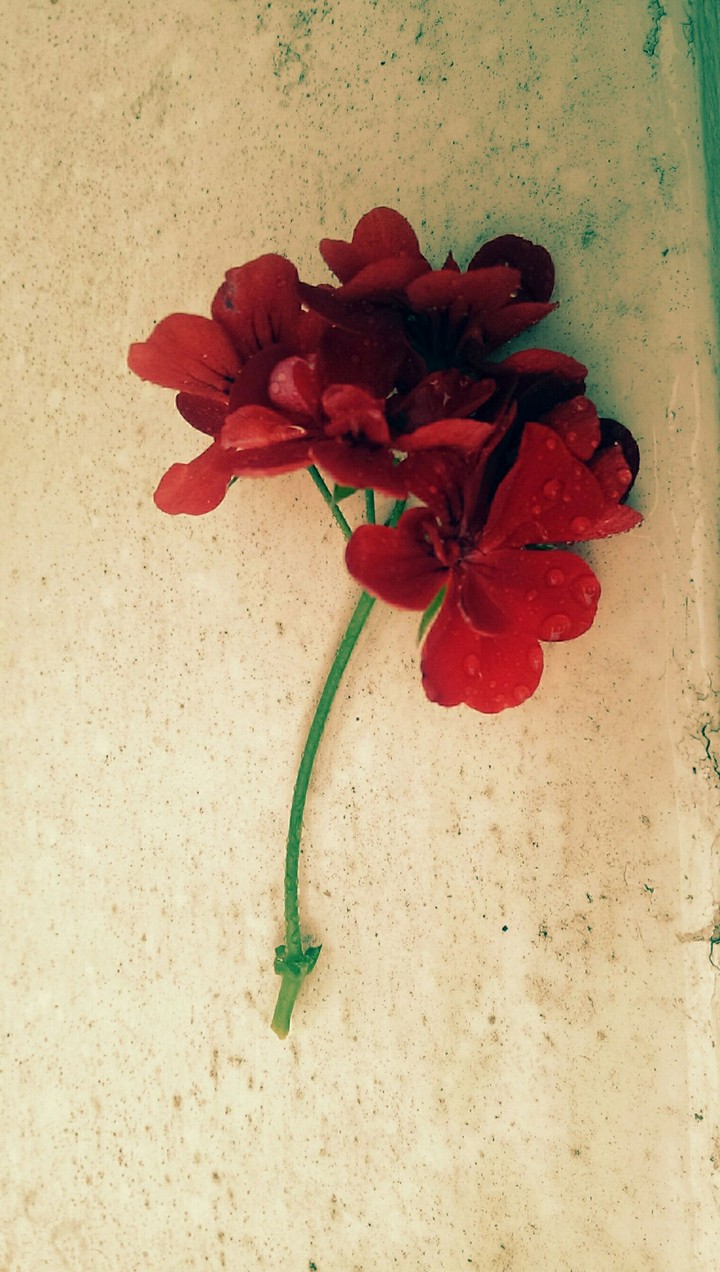 flowers are never alone