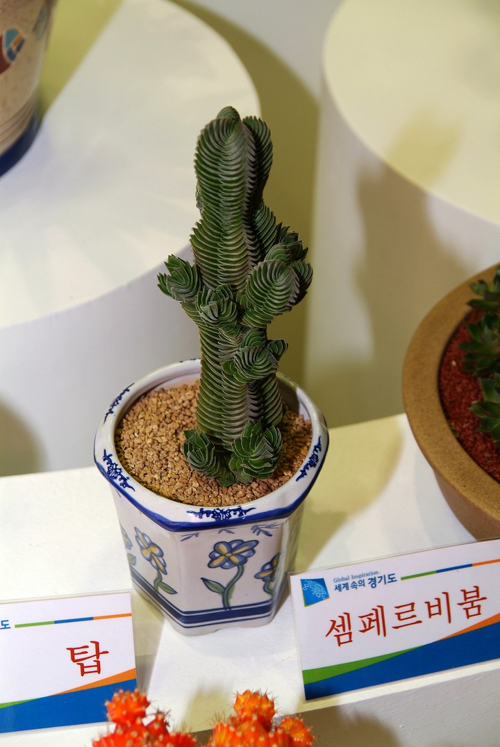 Flower Pot
