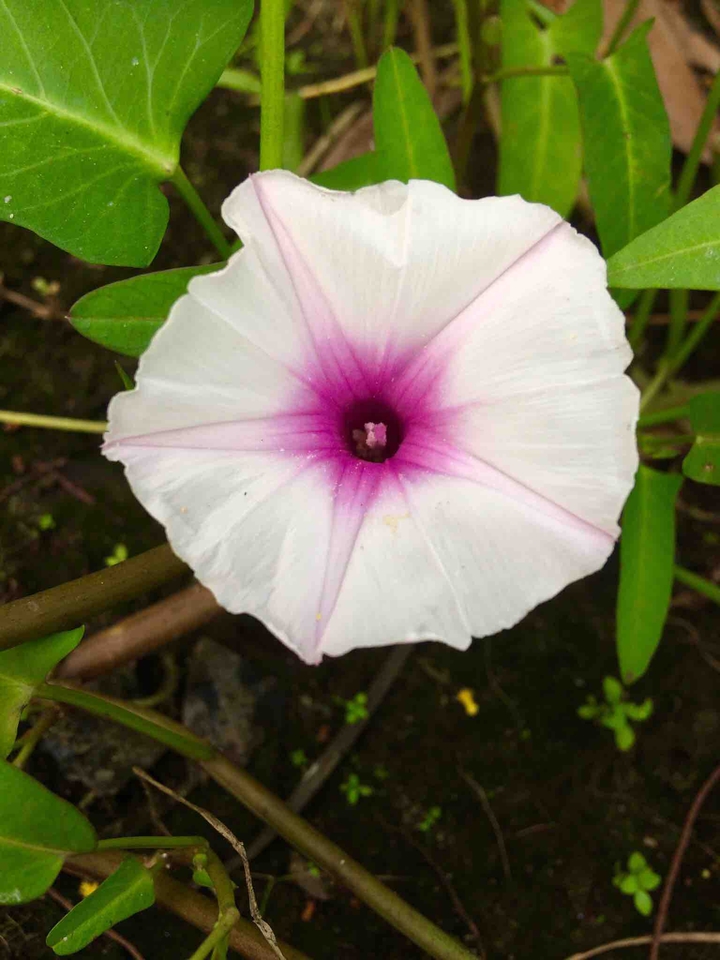 #flower