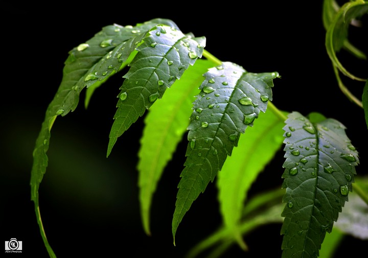 Rain drops